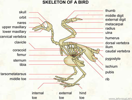 Skeleton of a bird